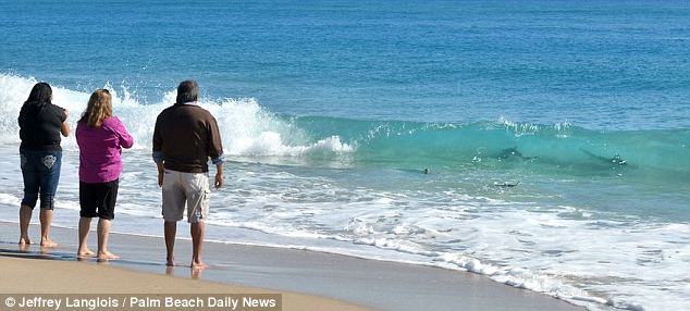 美海灘驚現(xiàn)萬(wàn)頭鯊魚(yú)