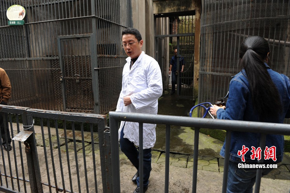 重慶動(dòng)物園兩頭獅子“越獄” 已被麻醉移至籠舍