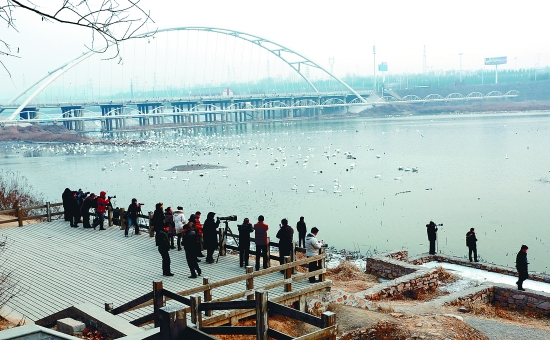 “哇!好多白天鵝?！? border=