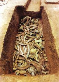 　　1月15日,青關(guān)山發(fā)掘出的大量象牙。攝影張磊　