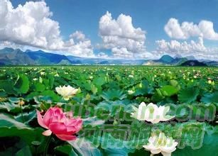 爸爸去哪兒？親密接觸荷花仙子