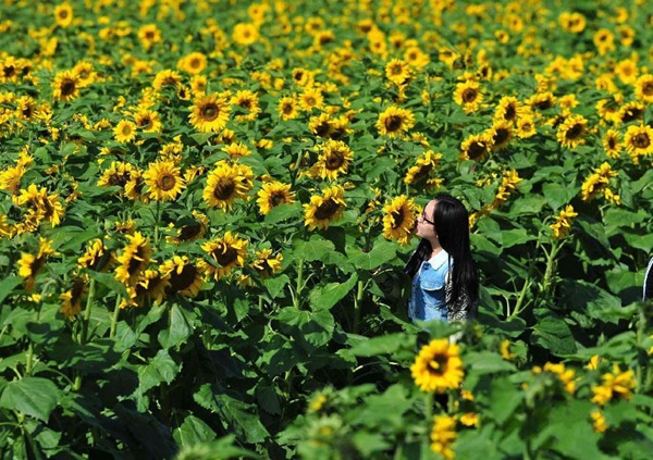跳出黑白灰 讓12月花海繽紛你的冬天