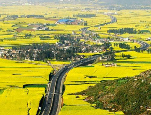 如何拍攝油菜花？達(dá)人教你7個(gè)拍攝技巧