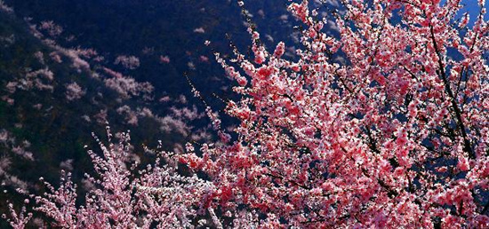 撿垃圾換玫瑰 女人節(jié) 愛在神農(nóng)山！