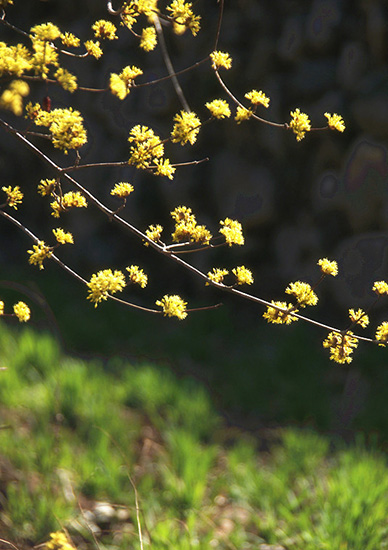 有一種呼喚，叫春天里的蟒河！