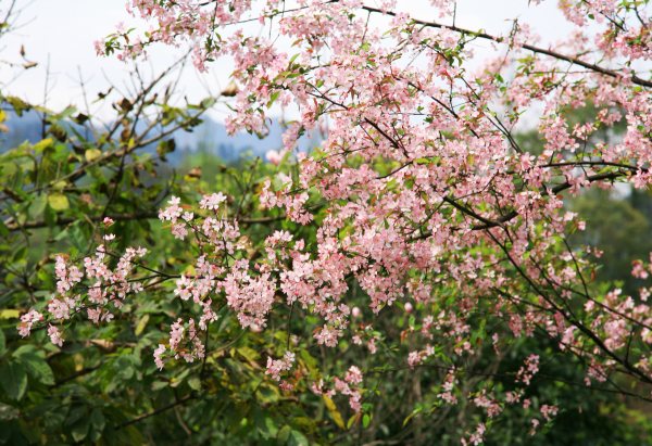春享峨眉，樂(lè)游其中，且玩且珍惜