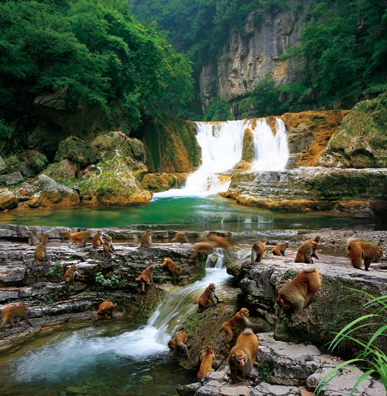 小長假游客扎堆蟒河、擠爆猴山