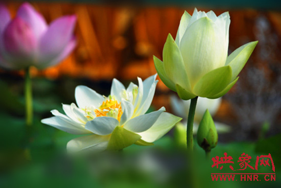 7月5日,第七屆淮陽(yáng)荷花節(jié)將于7月8日正式拉開序幕。