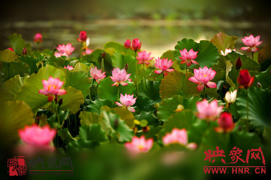 7月5日,第七屆淮陽(yáng)荷花節(jié)將于7月8日正式拉開序幕。