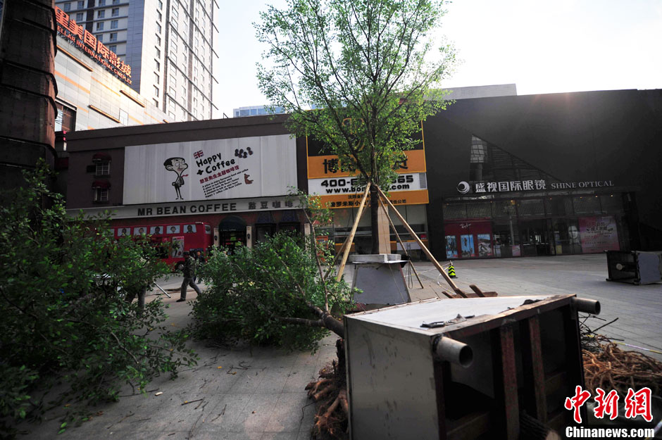 我和我的小伙伴們都驚呆了！沈陽(yáng)真樹(shù)"種"上假樹(shù)葉