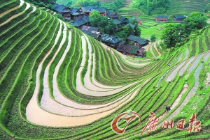　　龍勝梯田錯落有致。