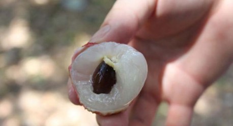 　　這就是傳說中的瓤肉瑩白如冰雪,漿液甘酸如醴酪。大家一下就摘了半筐。