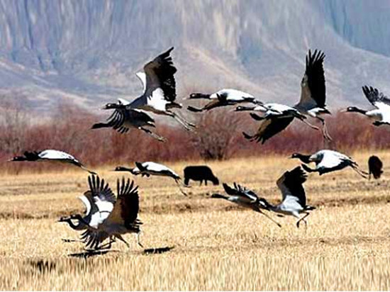 冬季觀鳥正當(dāng)時:捕捉美麗 拍攝優(yōu)雅