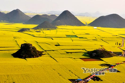 　　說到羅平, 無人不知,只因那有全國面積最大的油菜花田。(圖片來源:CFP)