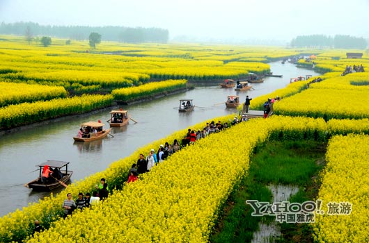 　　興化的油菜花最讓人心醉,因為沒有一個地方能把油菜花和水景結(jié)合得如此到位。(圖片來源:CFP)