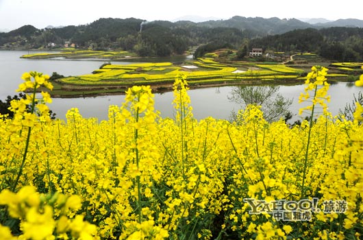 　　成片的油菜花同時開放,置身于其中,會感受到色彩給人的震撼和陶醉。(圖片來源:CFP)