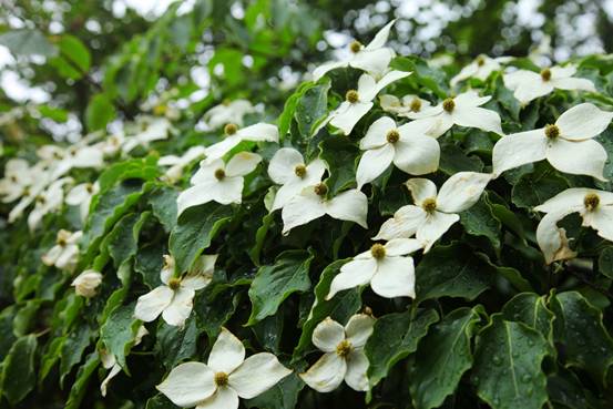 四照花開滿樹,賞花正當(dāng)時