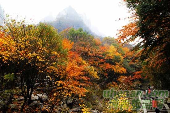深秋去堯山賞紅葉、泡溫泉、拜大佛