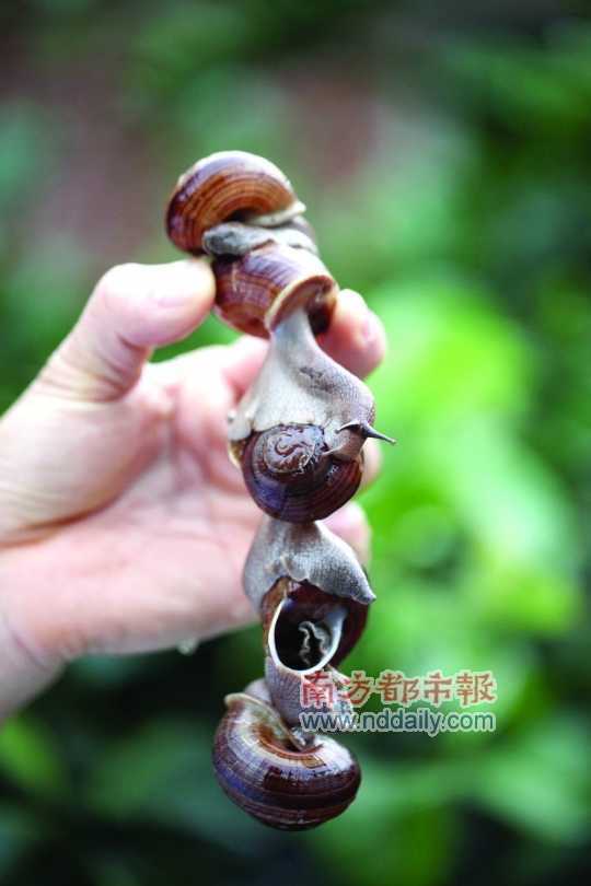 廣西的野生蝸牛追求原汁原味，做法也非常精簡。