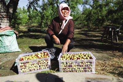 黃驊冬棗與梭子蟹齊名，但很多外地人并不知道它的好。