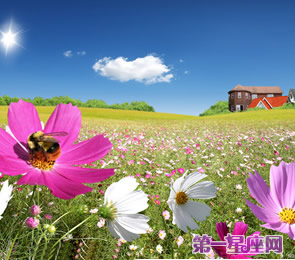 十二星座代表什么花？