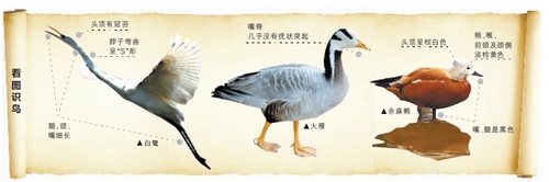 候鳥遷徙引市民關注 網(wǎng)友：保護鳥類要先了解它們