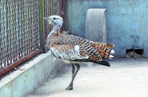 候鳥遷徙引市民關注 網(wǎng)友：保護鳥類要先了解它們