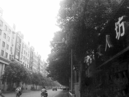 　　樹木枝繁葉茂，幾乎完全擋住紅綠燈 網友供圖