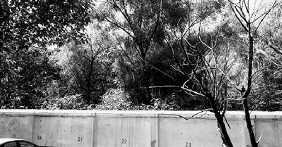 家長們熱切盼望的天明路小學規(guī)劃地，就在這個郁郁蔥蔥的院里