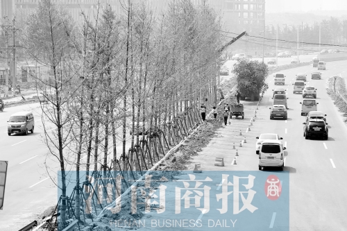 　西三環(huán)化工路，工人正在車道中間種植銀杏樹