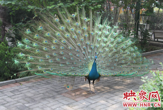 游客們來到動物園可以近距離觀賞孔雀開屏。