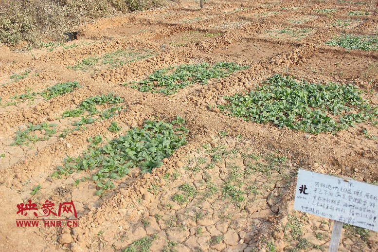 開心農(nóng)場哦，你可以再這兒包地，無毒無公害綠色產(chǎn)品