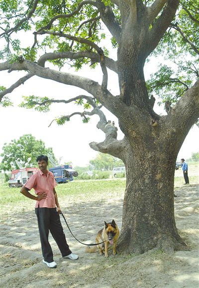 兩名少女在這棵樹上被吊死。