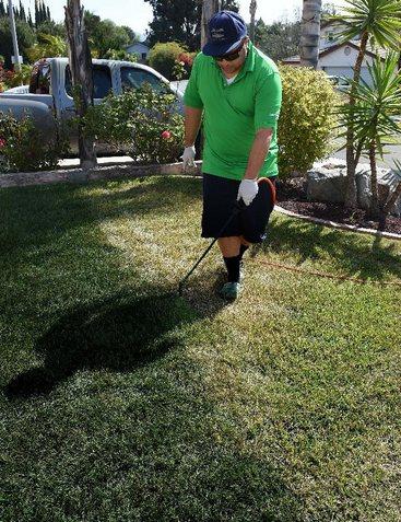 加州一市民正在為草地翻新“整容”。