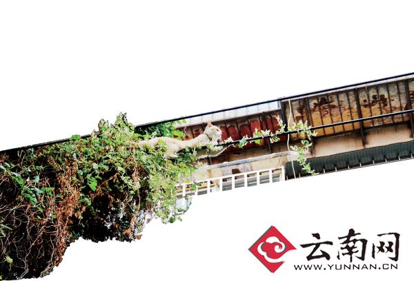 小貓下樹，但小貓就是不下來(lái)，反而爬到了一根緊貼著樹的電線上。