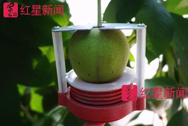 文玩核桃遇冷由幾萬一對降到5元沒人要？商戶否認