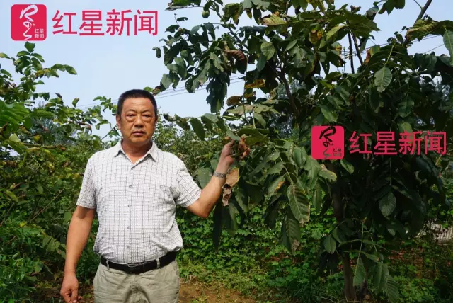 文玩核桃遇冷由幾萬一對降到5元沒人要？商戶否認