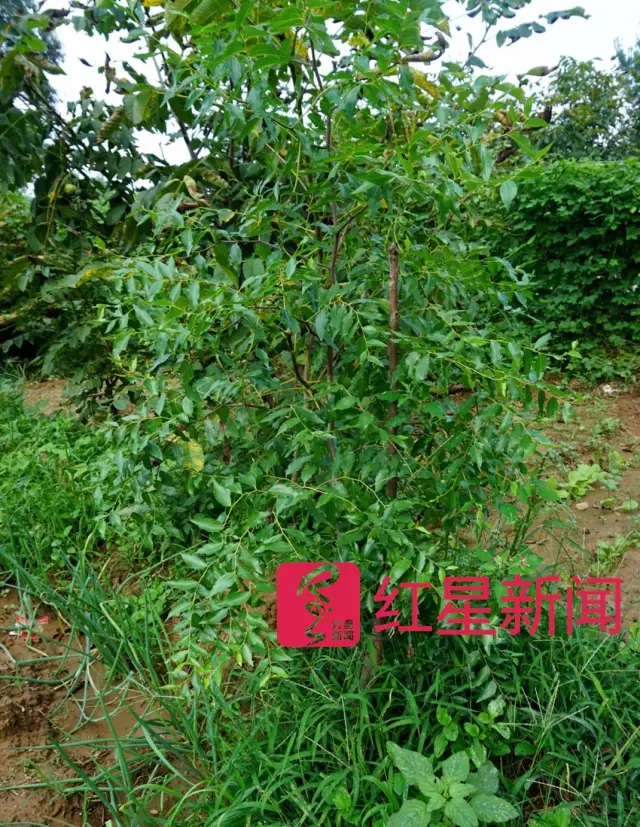 文玩核桃遇冷由幾萬一對降到5元沒人要？商戶否認