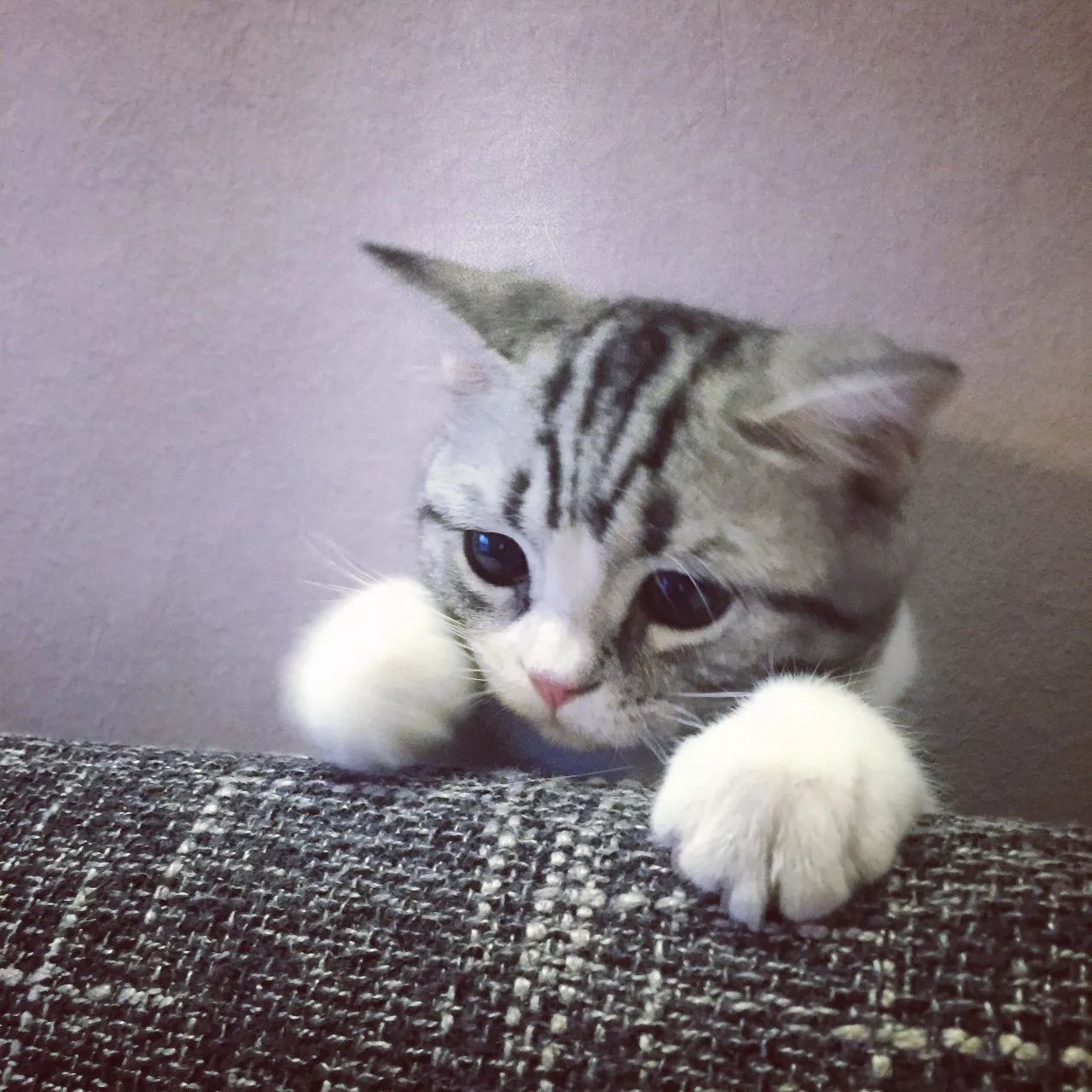 一只虛擬寵物貓叫價13億元？云養(yǎng)貓成真