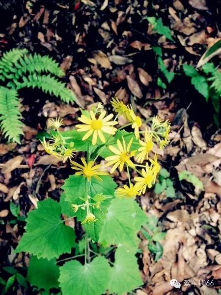 不僅有樹，還有美麗的小花花！