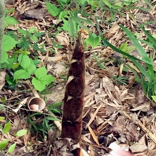 咦~這是什么？能吃嗎？