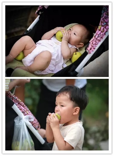 純天然無公害，新鮮采摘，直接入口！