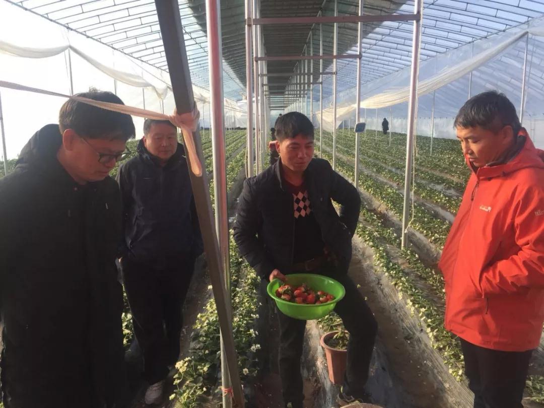 草莓專(zhuān)家與莓農(nóng)交流