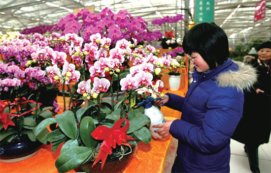 春節(jié)即將來臨，蝴蝶蘭依舊是節(jié)日花卉市場上最吸引眼球的品種，但銷量沒有去年同期好