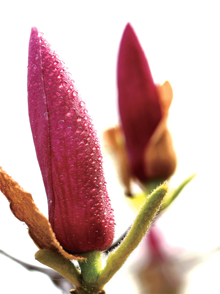 在鄭州，玉蘭才是春的使者