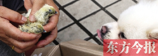 彭女士從老家?guī)淼拿u蛋，應(yīng)該屬于“活胎毛蛋”