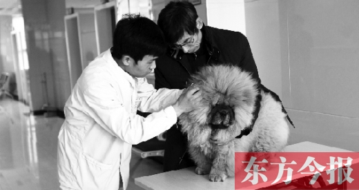 在一家大型寵物醫(yī)院里，生病的狗狗正在接受治療