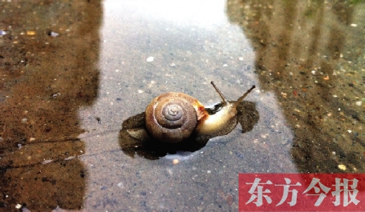 堵車俺不怕，就怕發(fā)大水，這不，一大早蹚水過街，現(xiàn)在已經(jīng)是下午了，俺還在馬路中間呢