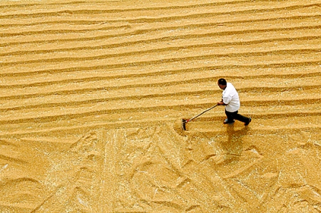 6月7日，內(nèi)黃縣城關(guān)鎮(zhèn)農(nóng)民在晾曬小麥。