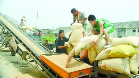 7月9日，在汝南縣古塔街道糧所收購(gòu)庫(kù)點(diǎn)，古塔街道五里崗村村民正在售糧。